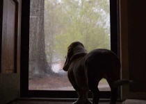 image of basset