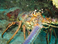 image of spiny_lobster