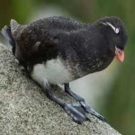 image of bird