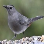 image of bird