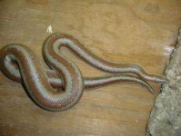 image of night_snake