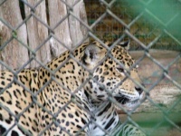 image of jaguar_car