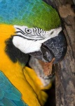 image of macaw