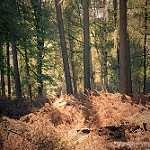 image of forest