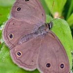 image of animal