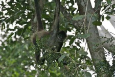image of spider_monkey