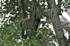 image of spider_monkey #10