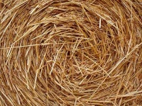image of hay