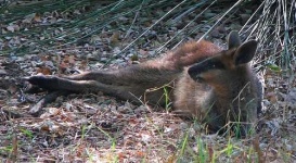 image of wallaby