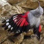 image of bird