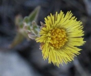 image of flower
