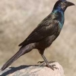image of bird