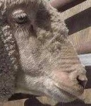 image of animal