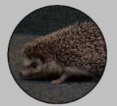 image of hedgehog
