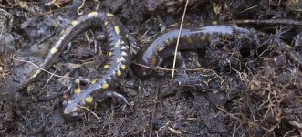 image of spotted_salamander