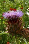 image of cardoon