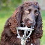 image of american_spaniel #10