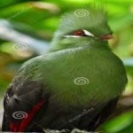 image of bird