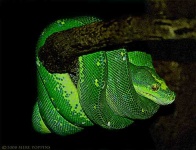 image of green_snake #10