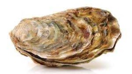 image of oyster #40