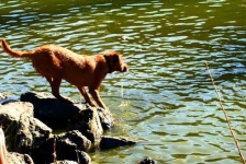 image of irish_terrier #9