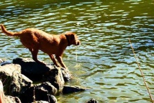 image of irish_terrier