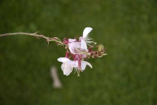 image of flower