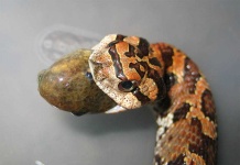 image of night_snake