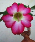 image of desert_rose #51