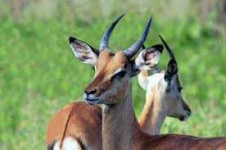 image of animal