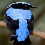 image of bird