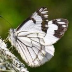 image of animal
