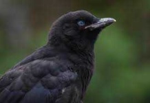 image of animal