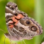 image of animal