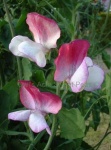 image of flower