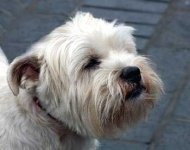 image of west_highland_white_terrier