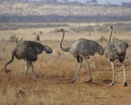 image of ostrich