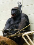 image of gorilla
