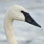 image of bird