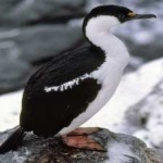 image of bird