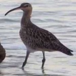 image of bird