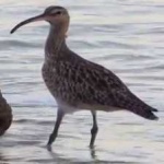 image of whimbrel #20