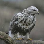 image of bird