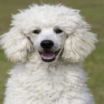 image of poodle #6