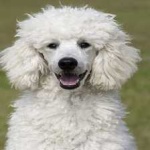image of animal