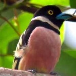 image of bird