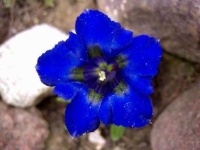 image of flower