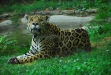 image of jaguar_car