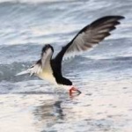 image of bird