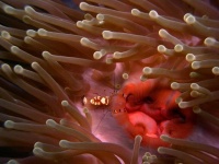 image of sea_anemone